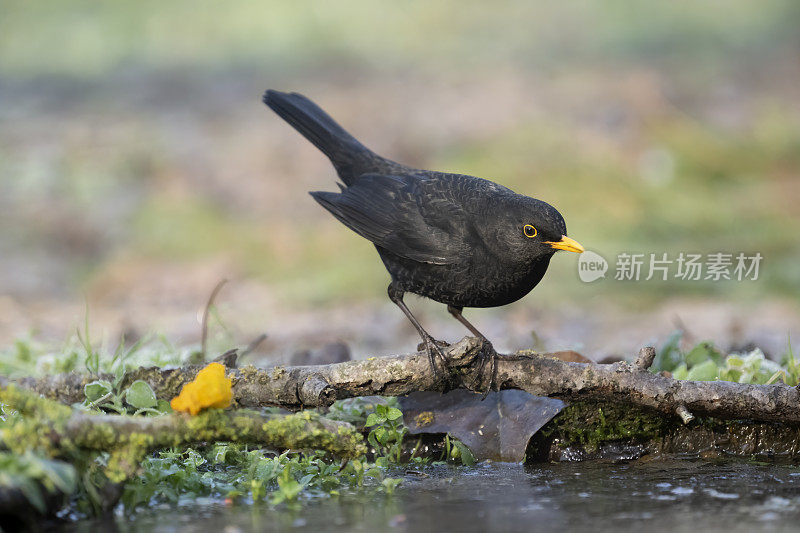 黑鸟（Turdus merula）